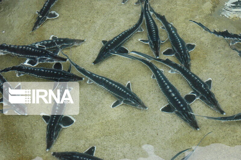 شیلات گلستان از راه‌اندازی مراکز پرورش ماهیان خاویاری حمایت می‌کند
