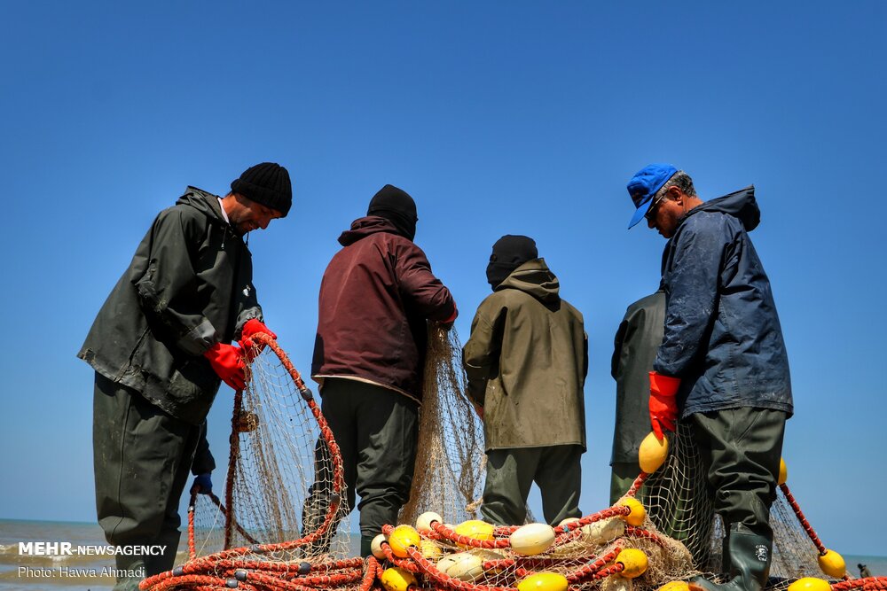 صید ماهی شوریده در صیدگاه‌های خوزستان و بوشهر آزاد شد