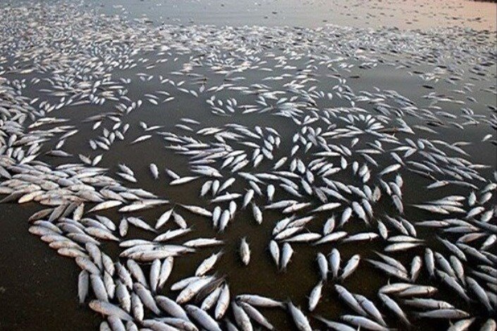 ماجرای تلف شدن ماهیان در مزرعه پرورش ماهی در لردگان چیست؟