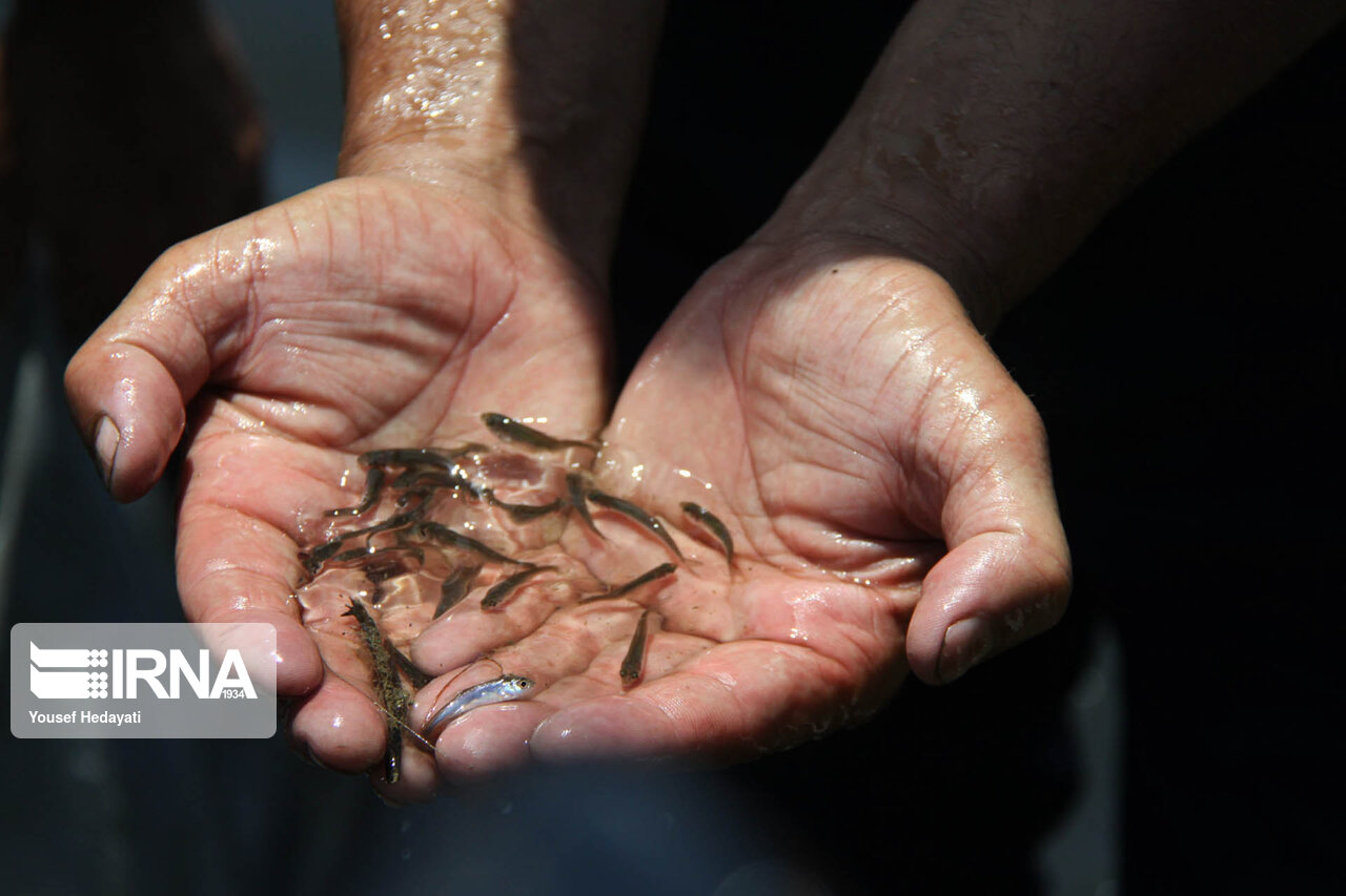 ۵۶ میلیون قطعه بچه ماهی بومی در مرکز تکثیر آبزیان سوسنگرد تولید شد