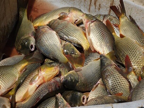 امسال۷۰۰تن ماهی گرمابی از سدهای هرمزگان برداشت می شود