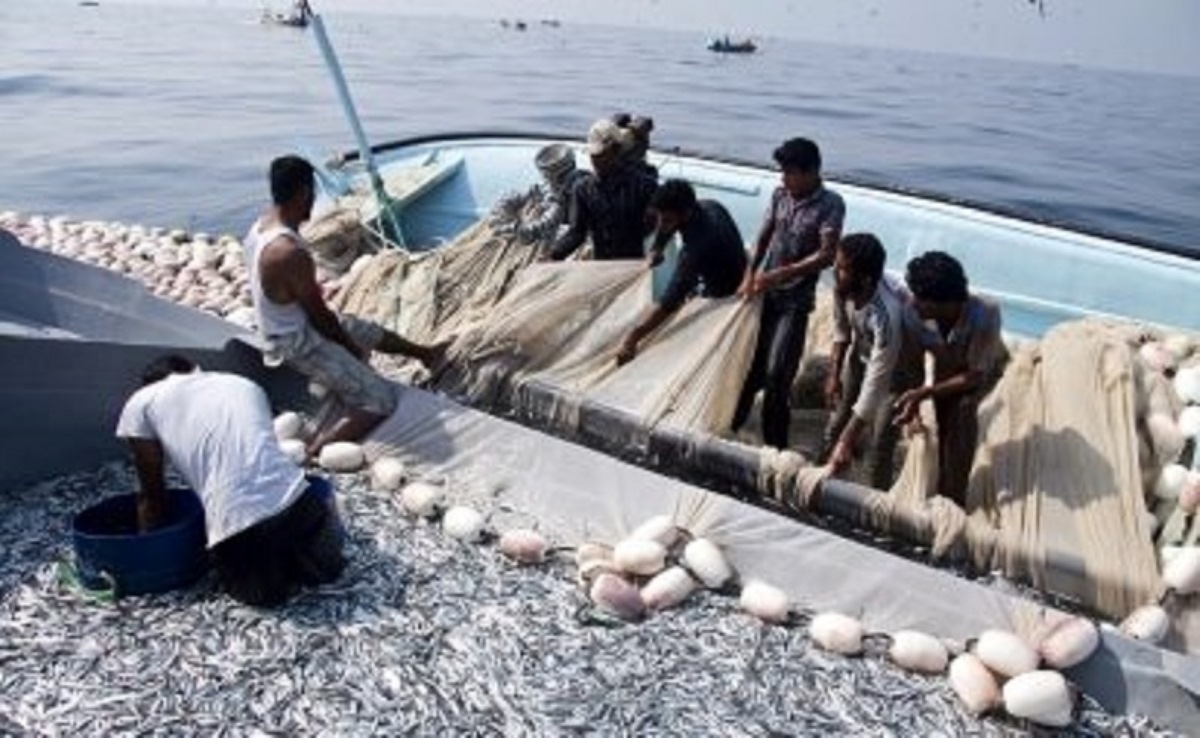 صید ساردین ماهیان در آب‌های استان بوشهر ممنوع شد