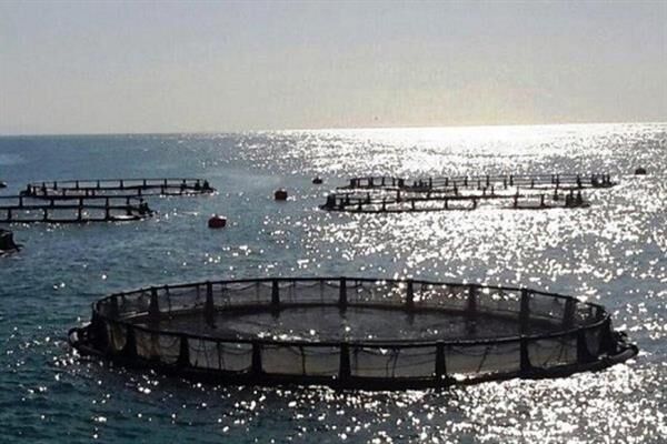 ۲۰ تن ماهی قزل آلا از قفس‌های دریایی گیلان برداشت شد
