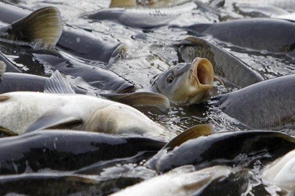 تولید بیش از ۲۳۰۰۰ تن ماهی در کرمانشاه طی سال ۹۹