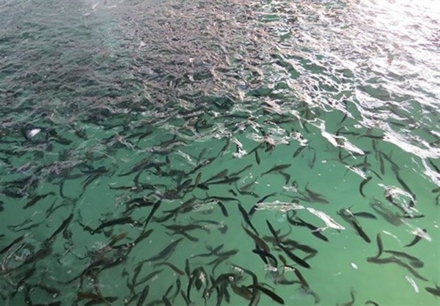 رهاسازی ۵۰ هزار قطعه ماهی دریایی در خور‌های ماهشهر