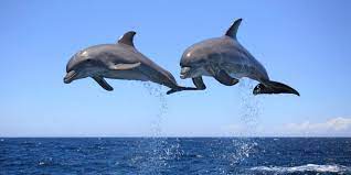 رونمایی از برنامه اقدام و حفاظت از دلفین گوژپشت خلیج فارس