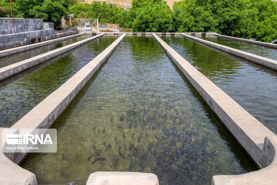 پرورش بیش از ۷ هزار تُن ماهی خوراکی سال گذشته در تهران
