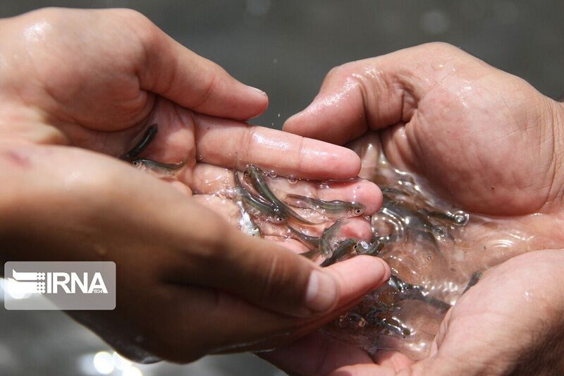 یک میلیون قطعه بچه ماهی در رودخانه آستارا رهاسازی شد
