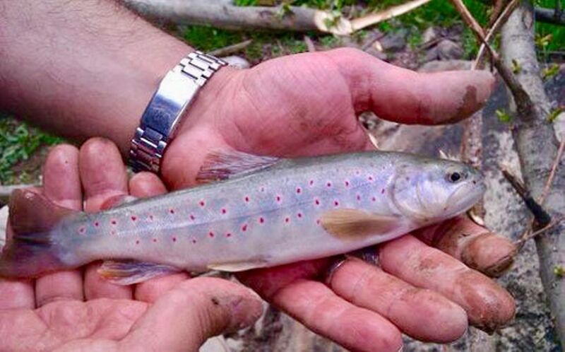 زیست ماهی قزل آلای خال قرمز در رودخانه های خراسان شمالی مطلوب است