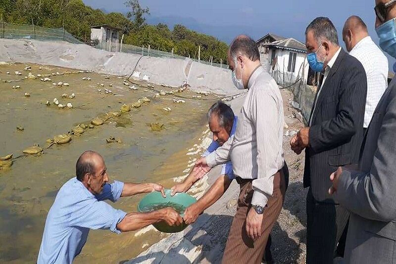 یک میلیون قطعه بچه ماهی در رودخانه جوکندان تالش رهاسازی شد
