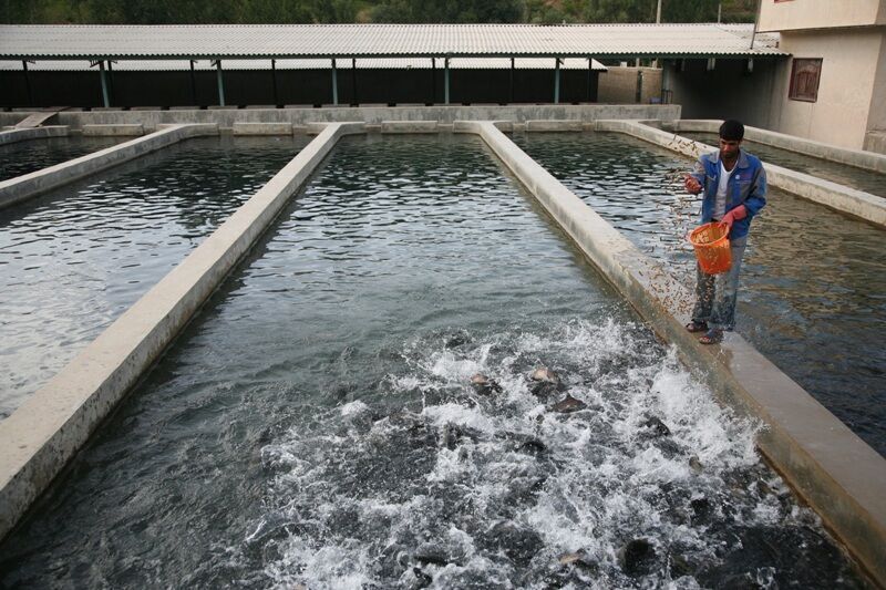 ۵۰ درصد ماهیان سردابی گیلان در تالش تولید می‌شود
