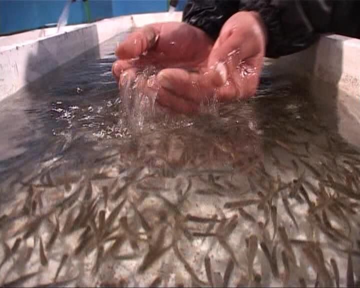 تولید بچه ماهیان قزل‌آلا در مشگین‌شهر افزایش یافت