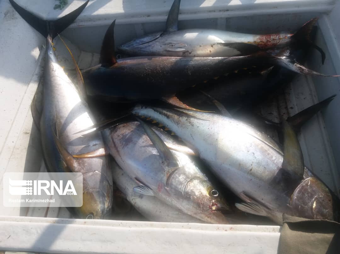 صید ماهی شیر در صیدگاه‌های شمال غرب خلیج فارس ممنوع شد