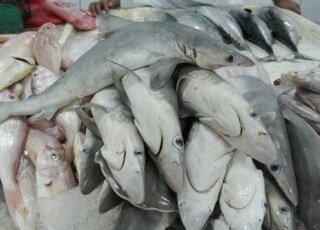 صید کوسه ماهی در تمام ماه‌های سال ممنوع است