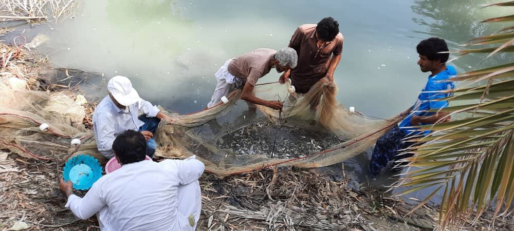 ۱.۵ میلیون قطعه بچه ماهی در ایرانشهر رها سازی شد