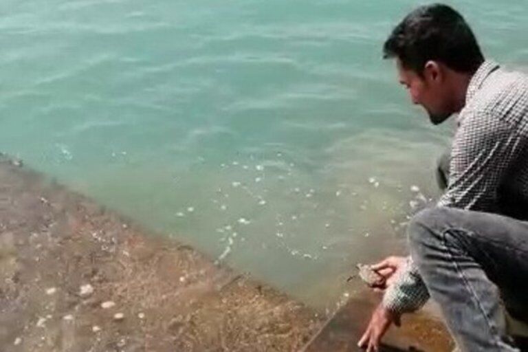 یک قطعه نوزاد لاک پشت پوزه عقابی در ساحل بندرریگ گناوه رهاسازی شد