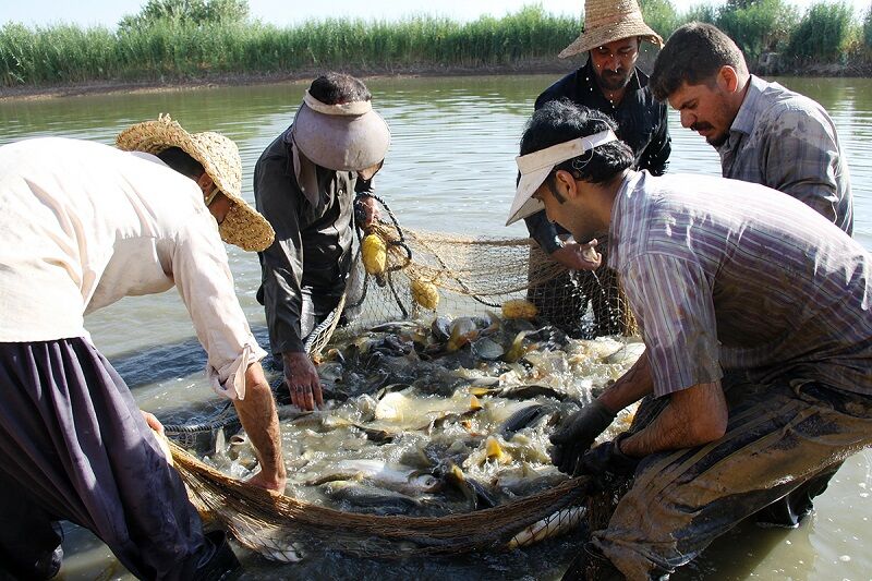 سالانه ۲ هزار تن ماهی گرمابی در قصرشیرین تولید می‌شود