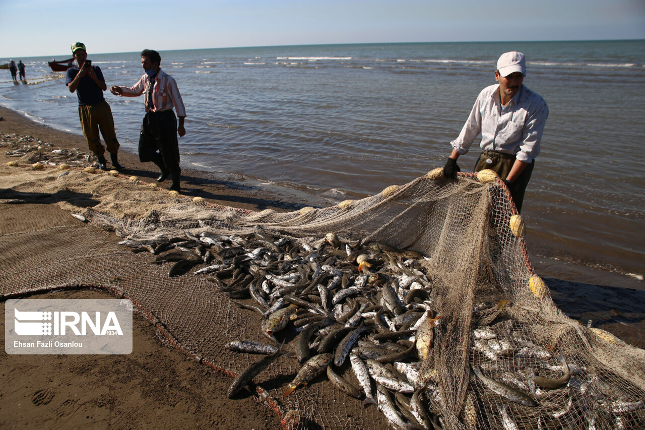 افزایش ۲۳ درصدی صید ماهیان دریای خزر در سال‌جاری