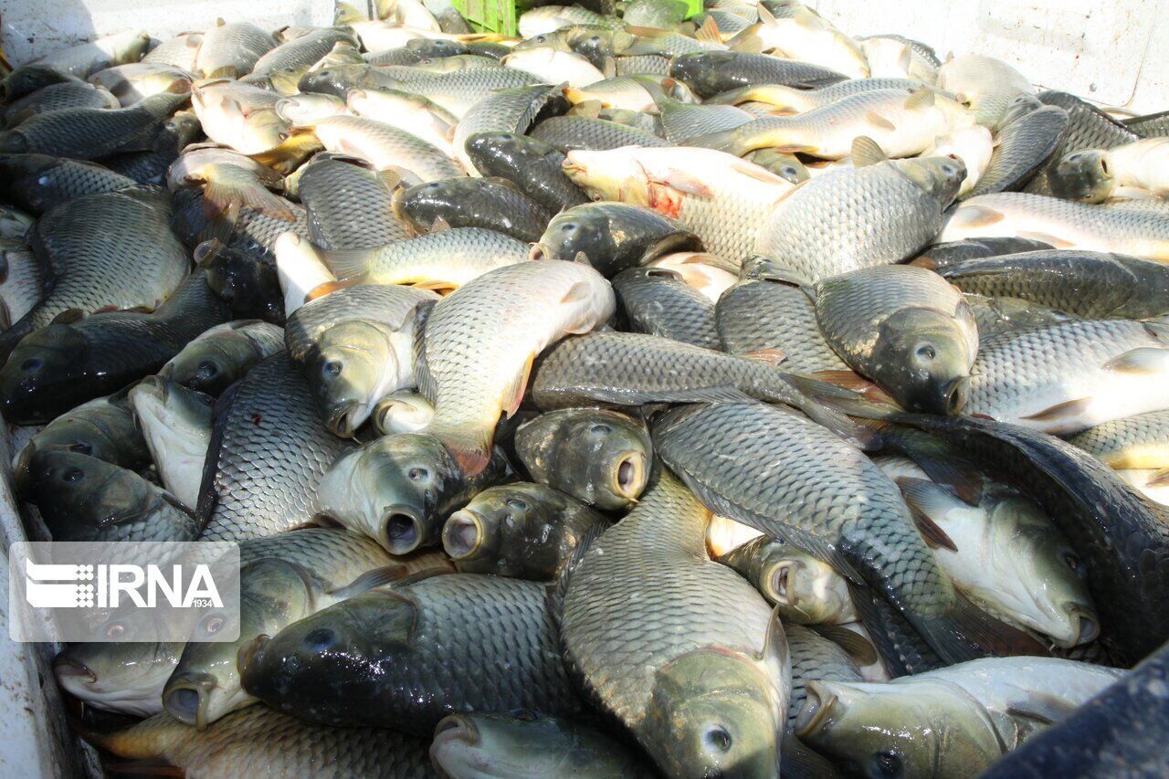 اجرای طرح آبزی‌پروری قراردادی، تولید ماهیان سردآبی را افزایش می‌دهد