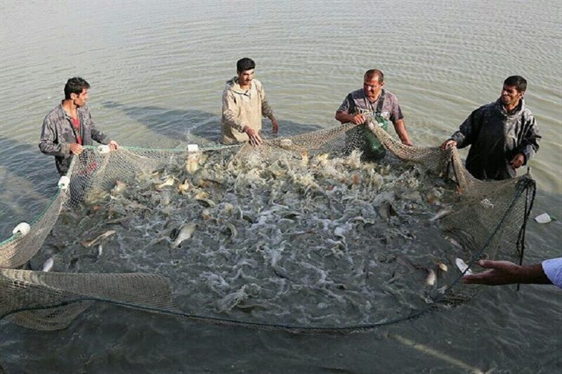 بیش از ۲ هزار و ۷۰۰ تن ماهی از منابع آبی آذربایجان‌شرقی برداشت می‌شود
