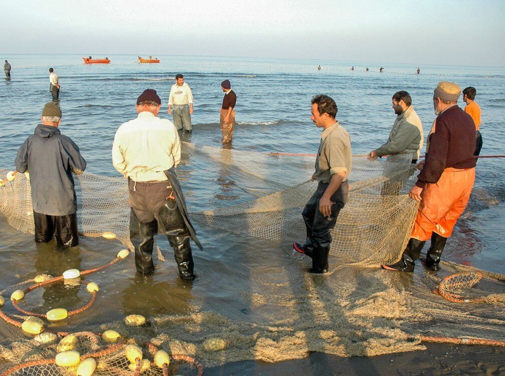 بیش از ۳۲ تن ماهیان استخوانی در بندرکیاشهر صید شد