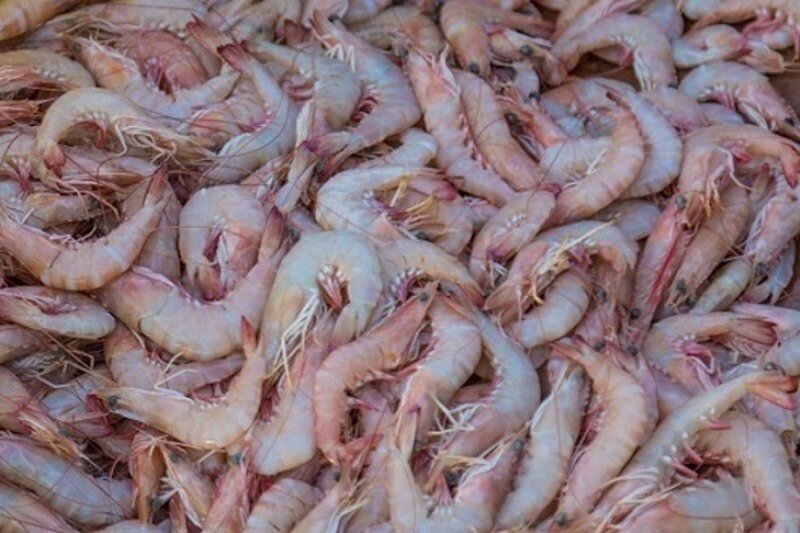 تولید ماهی و میگو از آب های نامتعارف با موفقیت در خوزستان اجرا شد