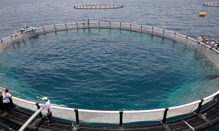 دومین مزرعه پرورش ماهی در قفس گناوه وارد مدار تولید شد