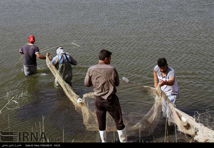 سالانه ۲ هزار تن ماهی گرمابی در قصرشیرین تولید می‌شود