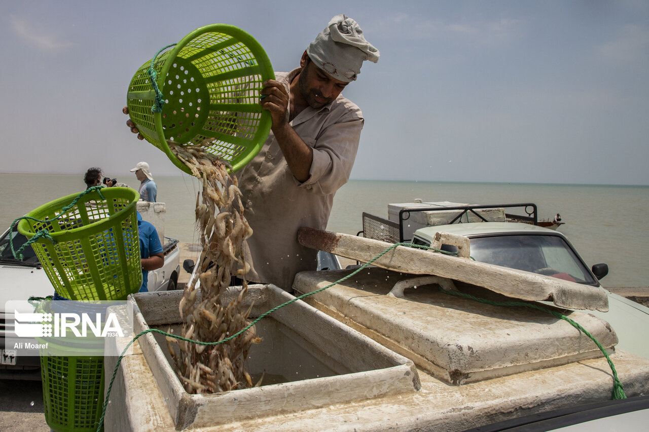صید میگوی سفید در آبهای شمال غرب خلیج فارس آزاد شد