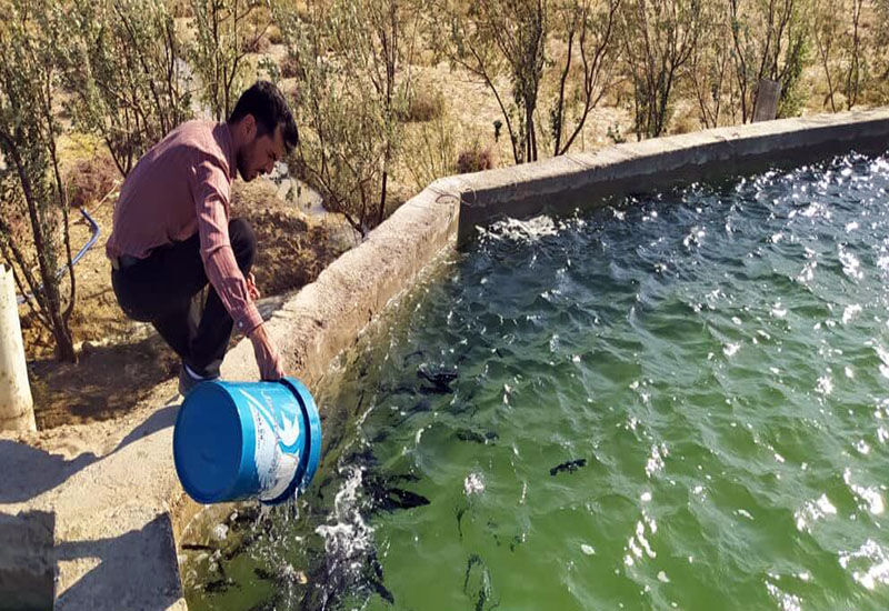 گرانی نهاده‌ها پرورش ماهیان سردآبی را در مازندران غیراقتصادی کرد