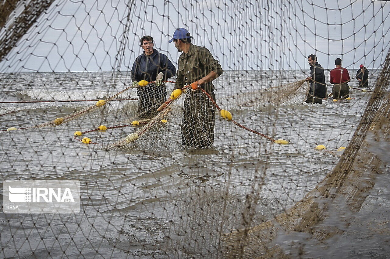 ۳۷۰۰ تن ماهی از دریاچه پشت سد ارس برداشت می شود
