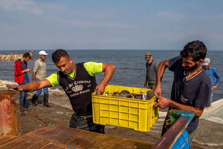 ۵۲ قطعه ماهی خاویاری از تور صیادان گلستانی نجات یافتند