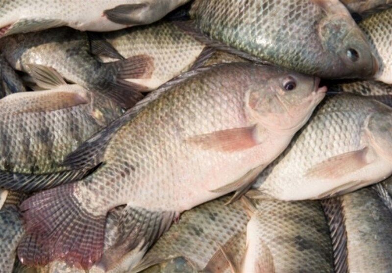 مجوز پرورش سالانه ۷۵۰ تن ماهی تیلاپیا در بافق از شیلات یزد اخذ شد
