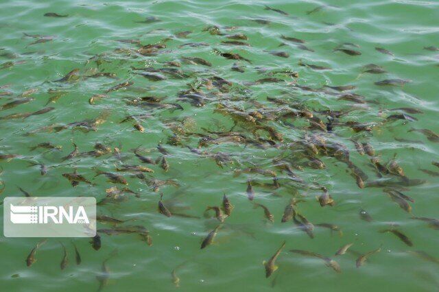 ۸۰۰ تن ماهی در شهرستان نیر تولید می‌شود