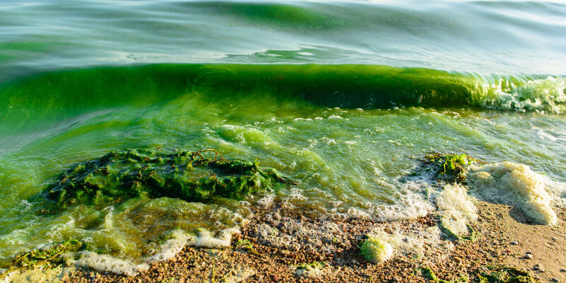 رنگ سبز آب سواحل قشم ناشی از ازدیاد ریزجلبک‌هاست