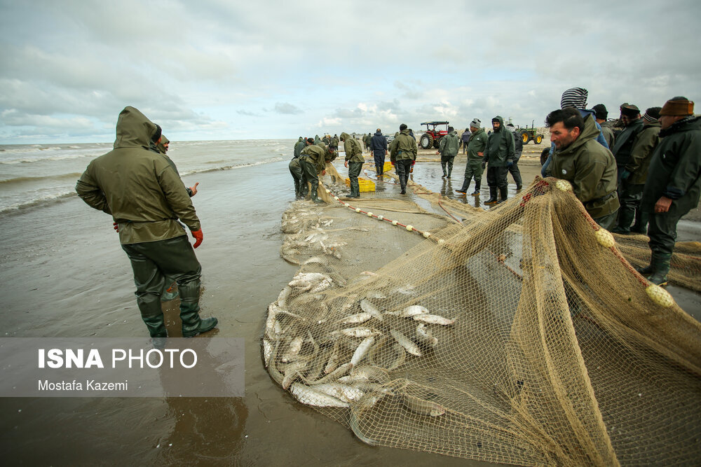 افزایش ۹ درصدی صید ماهیان استخوانی در گیلان