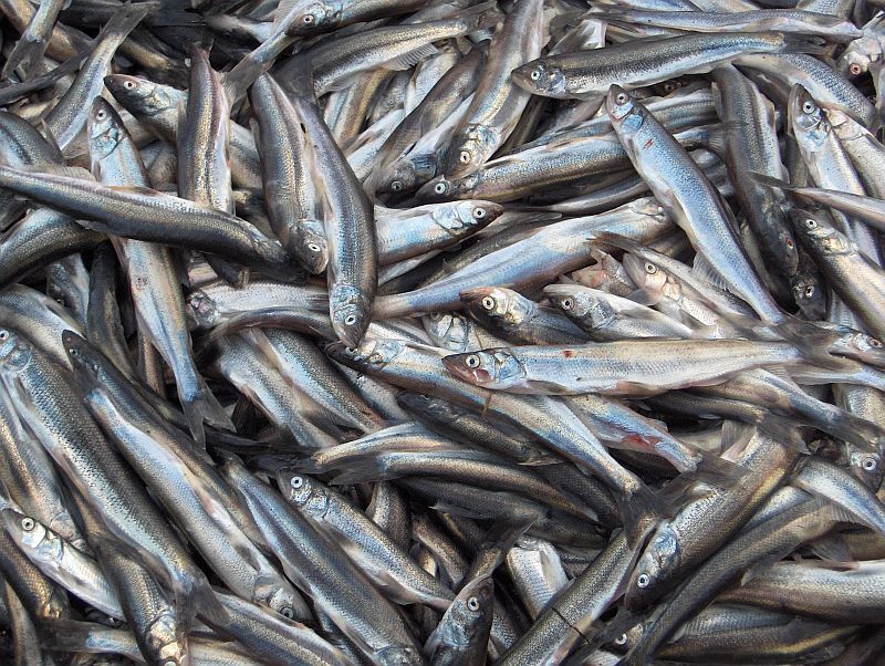 صید بیش از ۱۳ هزار تن ماهی کیلکا در ۹ ماهه امسال