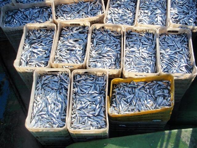 صید ماهیان دریایی مازندران حدود ۳۰ درصد کاهش یافت