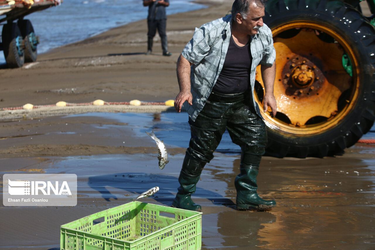  ماهیگیران گلستانی ۱۲۶ تن ماهی صید کردند