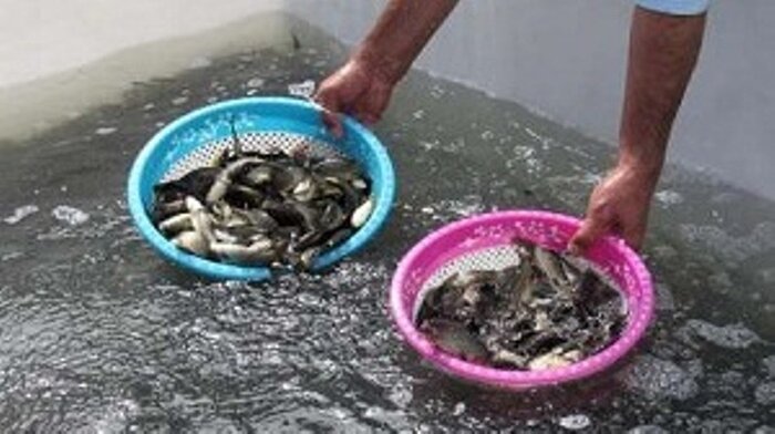پرورش ماهی تیلاپیا؛ ظرفیت مغفول در خراسان شمالی
