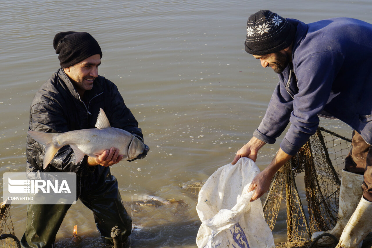 امسال ۹ هزار تن ماهی گرمابی در گنبدکاووس و مینودشت تولید می‌شود