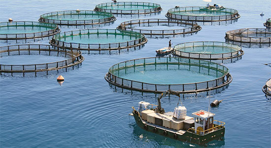 جذب سرمایه‌گذار برای پرورش ماهی در قفس در دریاچه سد مارون