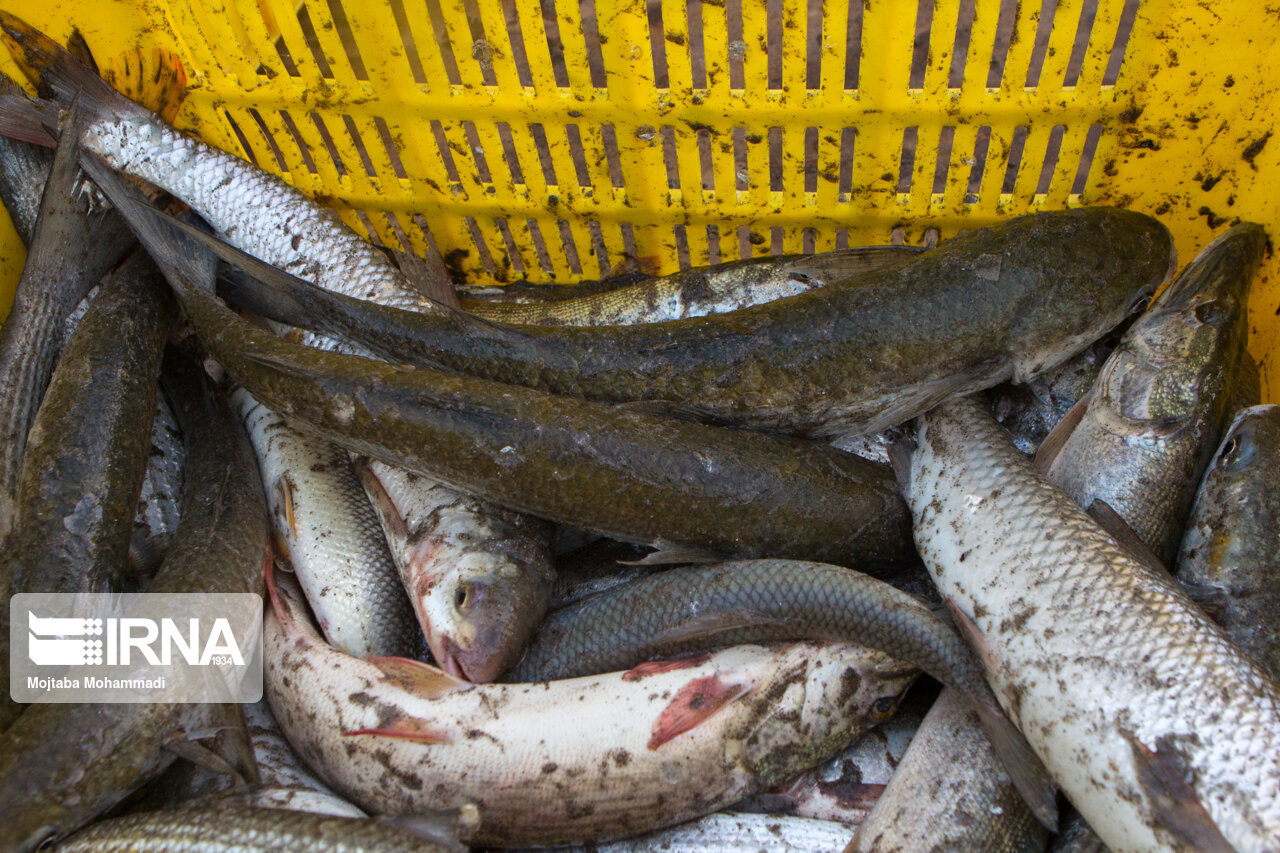 سالیانه ۳۰۰تُن ماهی در گیلانغرب تولید می شود