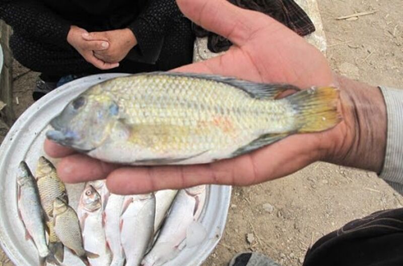 صدور مجوز پرورش ماهی تیلاپیا بر عهده سازمان حفاظت محیط زیست است