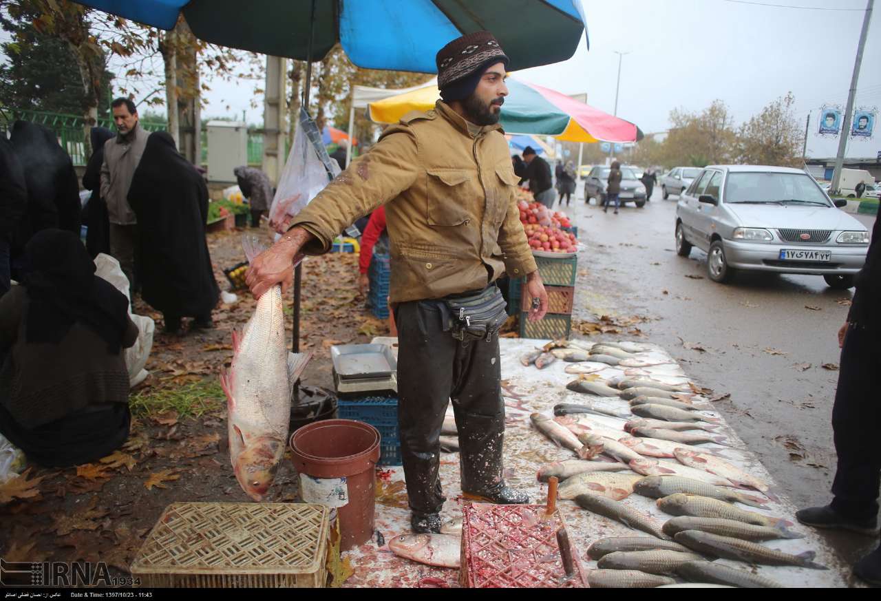 ماهیان پرورشی جایگزین ارزان سفره شب عید مازندرانی‌ها