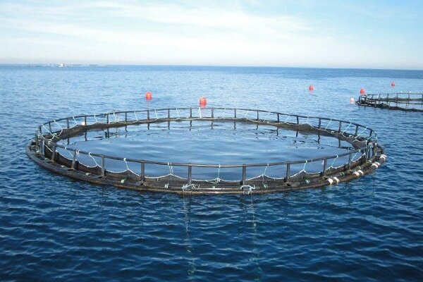 تولید ۳۰ تن ماهی در قفس در گیلان طی سال گذشته/ وجود ظرفیت ۷۵ هزار تنی
