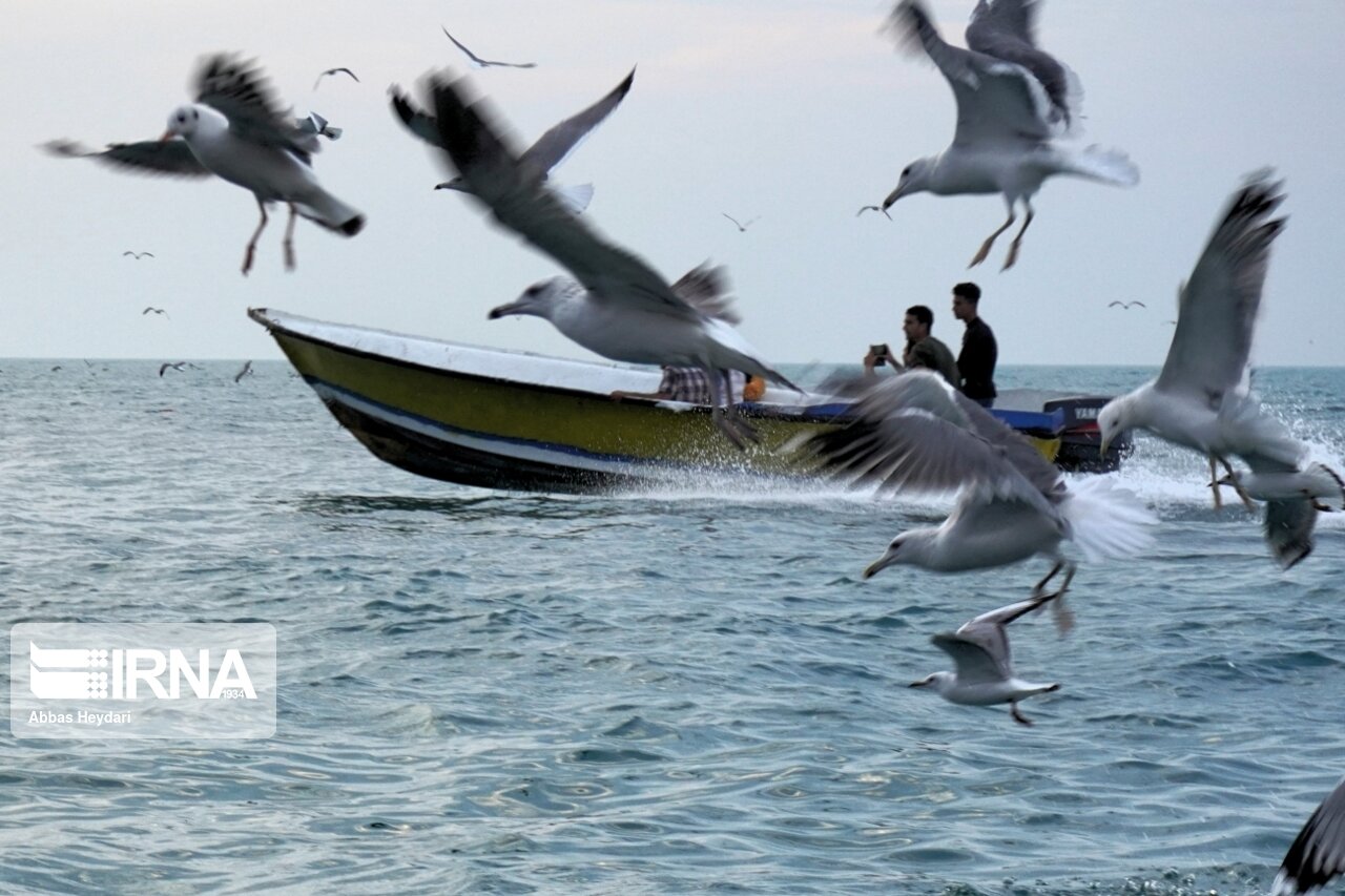 ۶۵۰ هزار نفر از ظرفیت گردشگری دریایی استان بوشهر استفاده کردند
