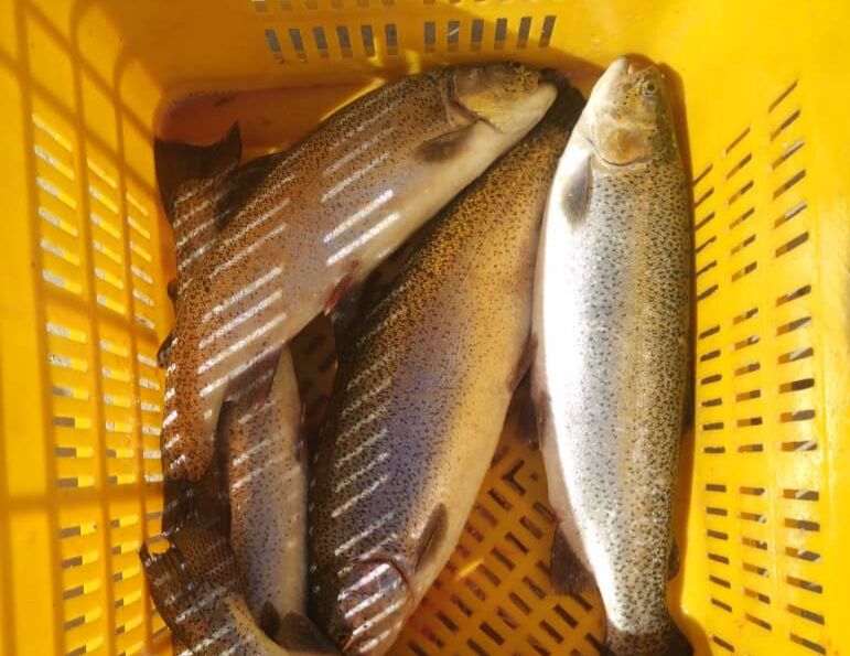 برداشت ماهی قزل آلای رنگین کمان برای نخستین بار در گتوند