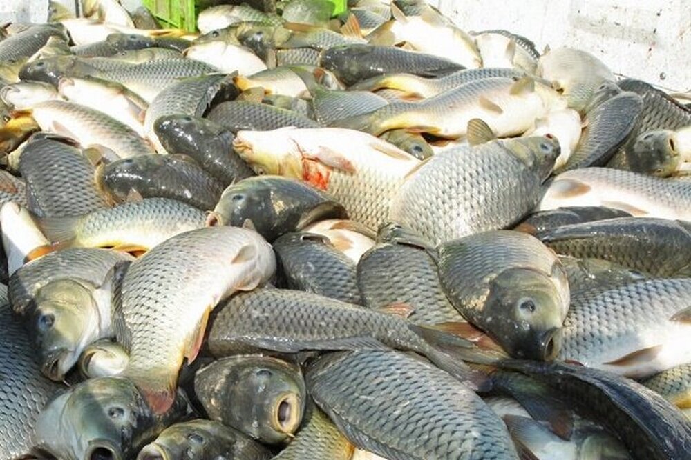تولید بیش از ۶۰۰۰ تُن گوشت ماهی در استان همدان