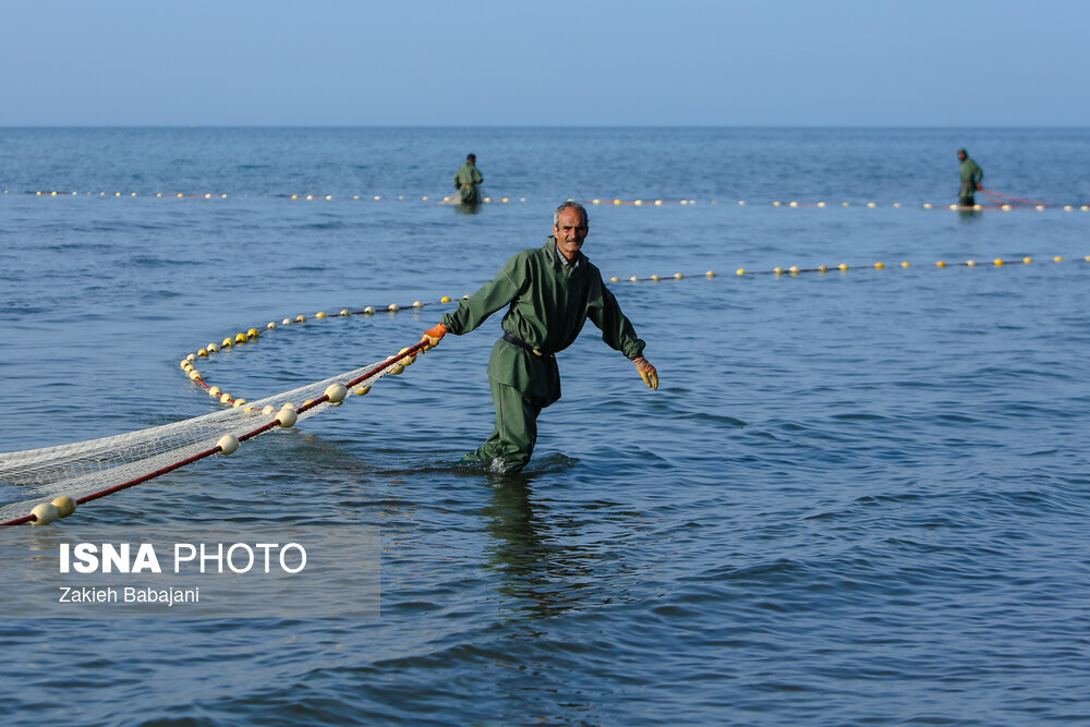 صید ۱۶۰۰ تنی ماهیان استخوانی در گیلان/ هنوز فرصت صید داریم